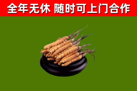 黄骅市烟酒回收冬虫夏草.jpg